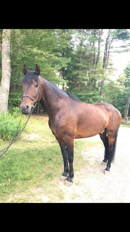 horses for sale in ct